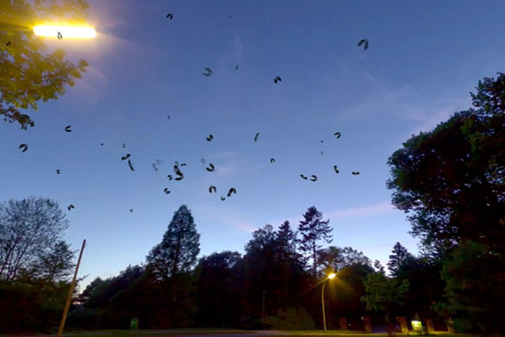 Swarm Of Bats 1.2 蝙蝠群粒子效果带音效