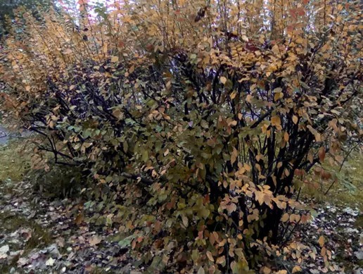 PBR Autumn Bush 1.0